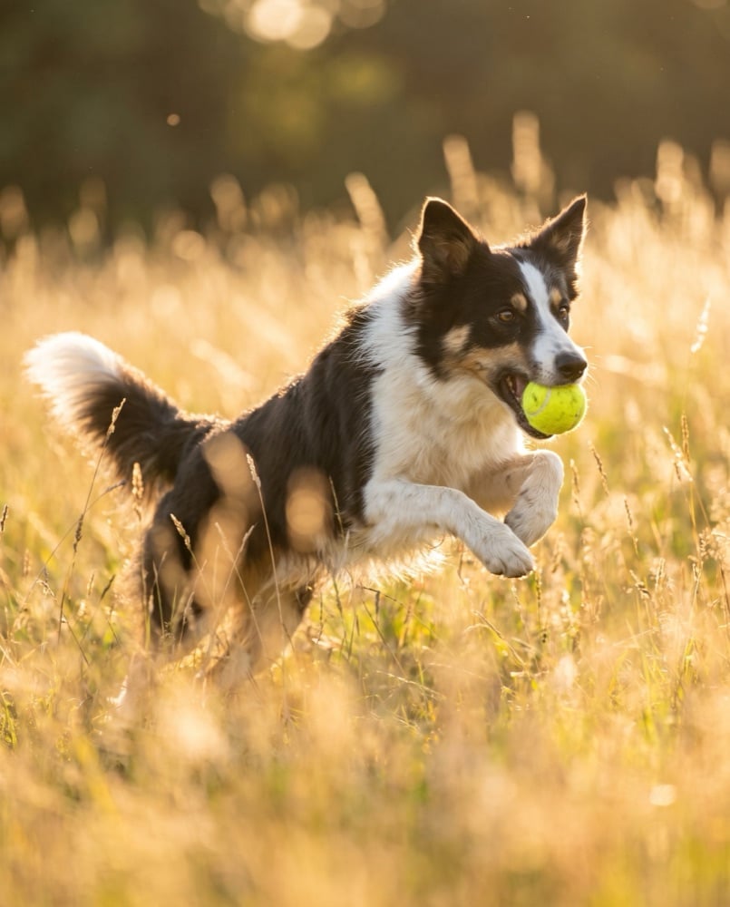 A dog catching a ball in golden-hour grass